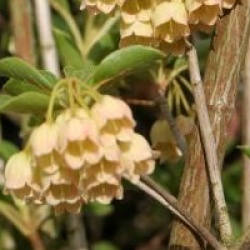 Enkianthus campanulatus var. campanulatus f. albiflorus 