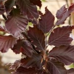 Fagus sylvatica 'Rohan Obelisk' 