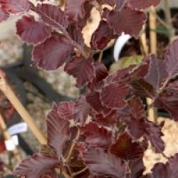 Fagus sylvatica 'Rohan Obelisk' 