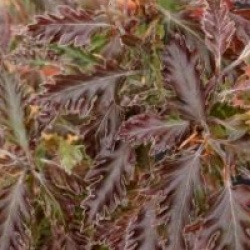 Fagus sylvatica 'Rohanii'