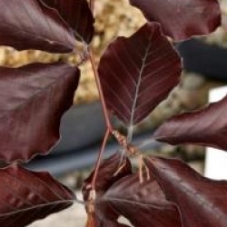 Fagus sylvatica 'Latifolia'