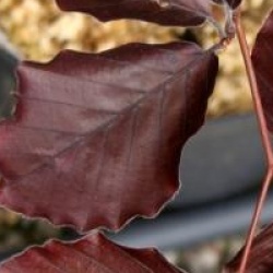 Fagus sylvatica 'Latifolia'