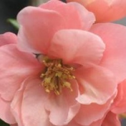Chaenomeles speciosa 'Falconnet Charlet' - Cognassier du Japon falconnet charlet