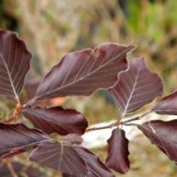 Fagus sylvatica 'Latifolia'