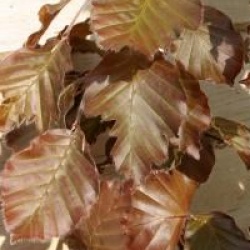 Fagus sylvatica 'Latifolia'