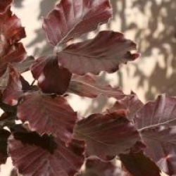 Fagus sylvatica 'Latifolia'
