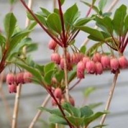 Enkianthus campanulatus 'Victoria'