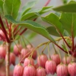 Enkianthus campanulatus 'Victoria'