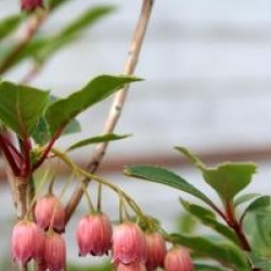 Enkianthus campanulatus 'Victoria'