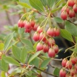 Enkianthus campanulatus ver.palibinii 
