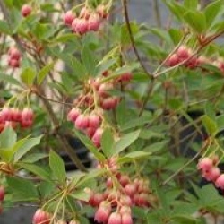 Enkianthus campanulatus ver.palibinii 