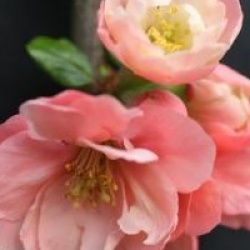 Chaenomeles speciosa 'Falconnet Charlet'