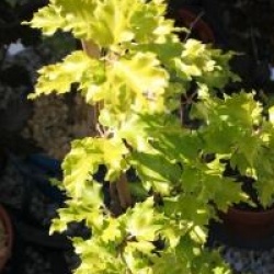 Fagus sylvatica 'Rohan Gold'