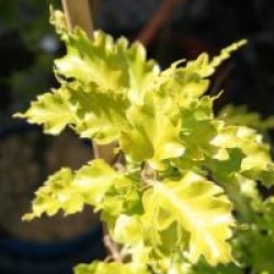 Fagus sylvatica 'Rohan Gold'