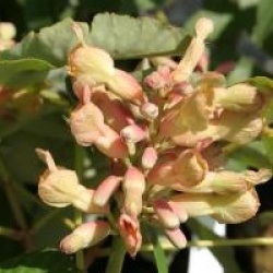 Aesculus pavia 'Purple Spring'