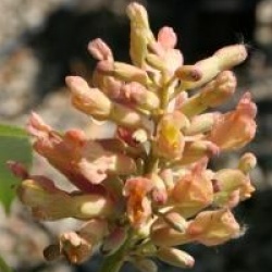 Aesculus pavia 'Purple Spring'