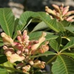 Aesculus pavia 'Purple Spring'