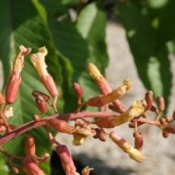 Aesculus x mutabilis 'Penduliflora'