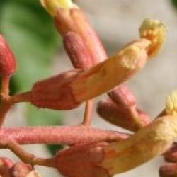 Aesculus x mutabilis 'Penduliflora'