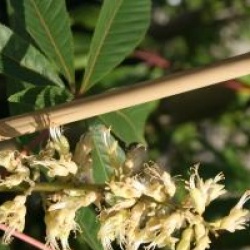 Aesculus glabra 'April Wine'