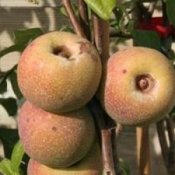 Chaenomeles speciosa 'Falconnet Charlet'