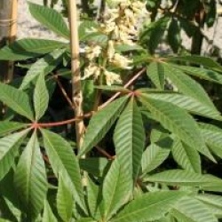 Aesculus glabra 'April Wine'