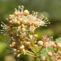 Acer tataricum Hot Wings � 'Garann'