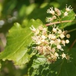 Acer tataricum Hot Wings � 'Garann'