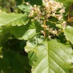 Acer tataricum Hot Wings � 'Garann'