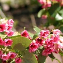 Vallea stipularis
