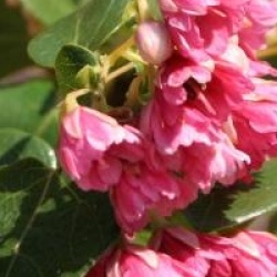 Vallea stipularis