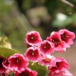 Vallea stipularis