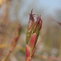 Acer cappadocicum 'Rubrum'