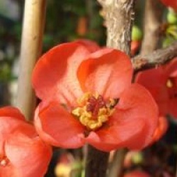 Chaenomeles speciosa 'Friesdorfer'