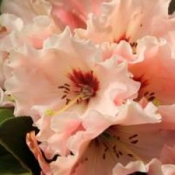 Rhododendron 'Tahitian Dawn'