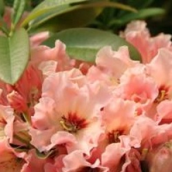 Rhododendron 'Tahitian Dawn'