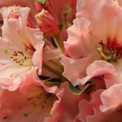 Rhododendron 'Tahitian Dawn'