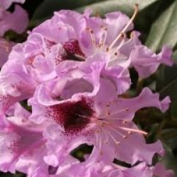 Rhododendron 'Blue Boy' - Rhododendron Blue Boy