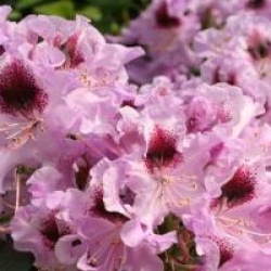 Rhododendron 'Blue Boy'