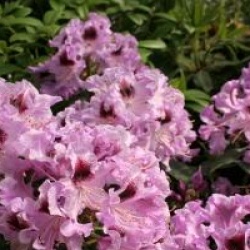Rhododendron 'Blue Boy'