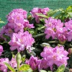 Rhododendron 'Goldfinger'