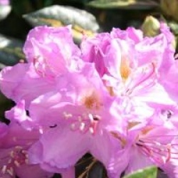 Rhododendron 'Goldfinger'