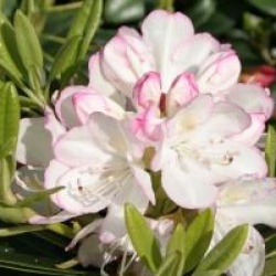 Rhododendron 'Picotee'
