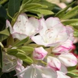 Rhododendron 'Picotee'