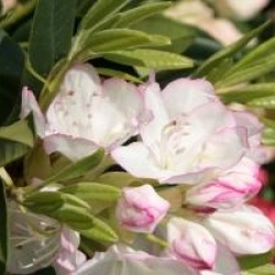 Rhododendron 'Picotee'