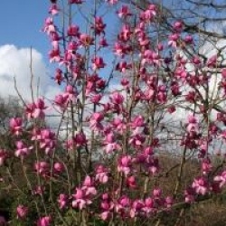 Magnolia campbelli 'Charles Raffill'