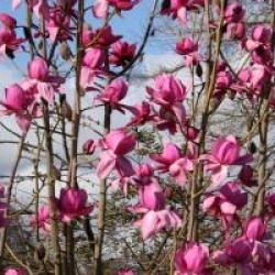 Magnolia campbelli 'Charles Raffill'
