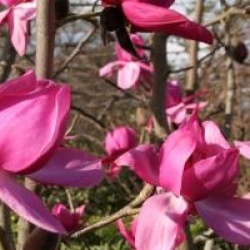 Magnolia campbelli 'Charles Raffill'