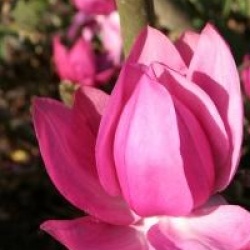 Magnolia campbelli 'Charles Raffill'