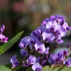Hardenbergia violacea